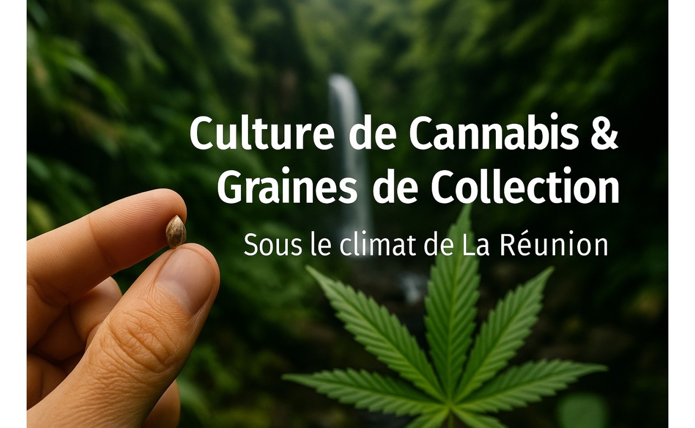 Culture & Graines de Cannabis à La Réunion — Guide Tropical Sixty8